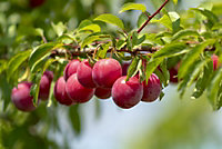 Direct Plants Prunus Opal Plum Fruit Tree 4-5ft in a 5 Litre Pot Self Fertile Tasty & Sweet