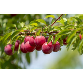Direct Plants Prunus Opal Plum Fruit Tree 4-5ft in a 5 Litre Pot Self Fertile Tasty & Sweet
