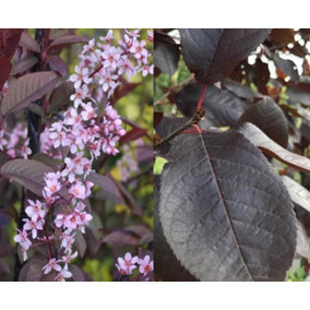 Direct Plants Prunus Padus Colorata Purple Leaf Flowering Cherry Tree 6ft Supplied in a 7.5 Litre Pot