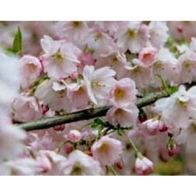 Direct Plants Prunus Pandora Flowering Cherry Blossom Tree 5-6ft Supplied in a 7.5 Litre Pot
