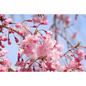 Direct Plants Prunus Shidare Sakura Cheals Weeping Japanese Flowering Cherry Tree 4-5ft Supplied in a 7.5 Litre Pot