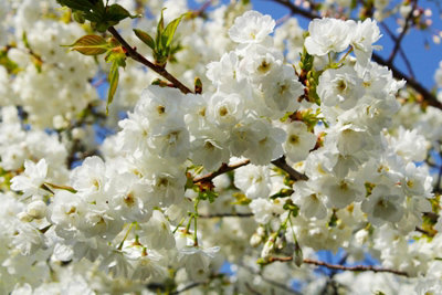 Direct Plants Prunus Shirotae Mount Fuji Japanese Cherry Blossom Tree 6ft Supplied in a 7.5 Litre Pot
