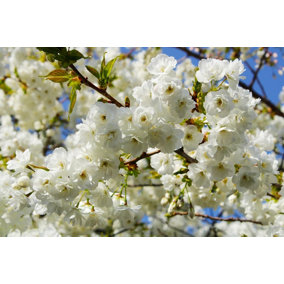 Direct Plants Prunus Shirotae Mount Fuji Japanese Cherry Blossom Tree 6ft Supplied in a 7.5 Litre Pot