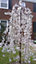 Direct Plants Prunus Snow Showers Weeping Japanese Flowering Cherry Tree 4-5ft Supplied in a 7.5 Litre Pot