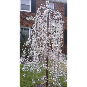 Direct Plants Prunus Snow Showers Weeping Japanese Flowering Cherry Tree 4-5ft Supplied in a 7.5 Litre Pot