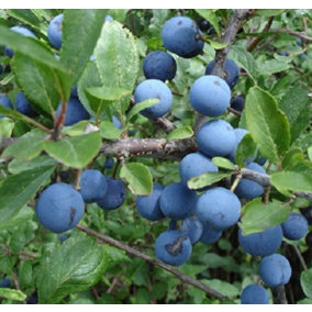 Direct Plants Prunus Spinosa Blackthorn Sloe Berry Hedging Plants, Pack of 10 3ft Tall Supplied in 2 Litre Pots