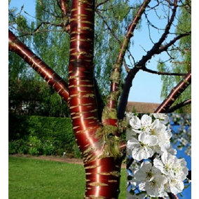 Direct Plants Prunus Tibetica Birch Bark Flowering Cherry Tree 6ft Supplied in a 7.5 Litre Pot
