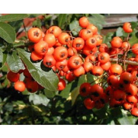 Direct Plants Pyracantha Orange Glow Shrub 3-4ft Supplied in a 3 Litre Pot