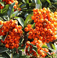 Direct Plants Pyracantha Orange Glow Shrub 3ft Supplied in a 2 Litre Pot