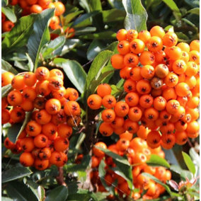 Direct Plants Pyracantha Orange Glow Shrub 3ft Supplied in a 2 Litre Pot