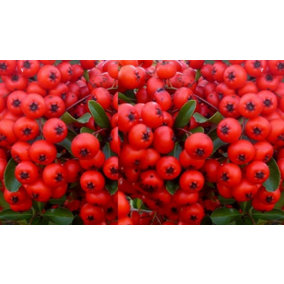 Direct Plants Pyracantha Red Column Hardy Evergreen Shrub Plant 3ft Supplied in a 2 Litre Pot