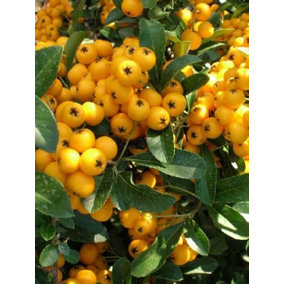 Direct Plants Pyracantha Yellow Soliel D'or Shrub 2-3ft Supplied in a 3 Litre Pot