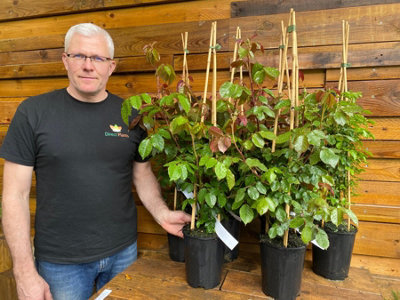 Direct Plants Rambling Rose Collection 6 Mixed Large 3 Litre Potted ...