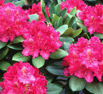 Direct Plants Rhododendron American Beauty Evergreen Shrub Plant Extra ...