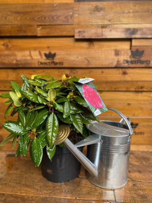 Direct Plants Rhododendron American Beauty Evergreen Shrub Plant Extra ...