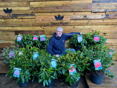 Direct Plants Rhododendron American Beauty Evergreen Shrub Plant Extra ...
