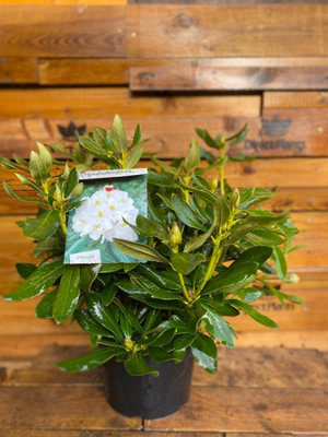 Direct Plants Rhododendron Cunningham White Evergreen Shrub Plant Extra ...