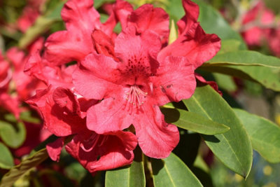 Direct Plants Rhododendron Dopey Red Evergreen Shrub Plant Extra Large ...