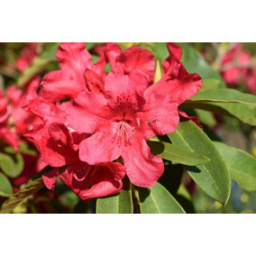 Direct Plants Rhododendron Dopey Red Evergreen Shrub Plant Extra Large in a 10 Litre Pot