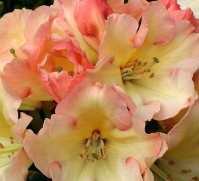 Direct Plants Rhododendron Horizon Monarch Evergreen Shrub Plant Extra ...