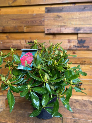 Direct Plants Rhododendron Nova Zembla Red Evergreen Shrub Plant Extra ...