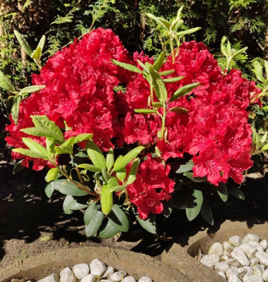 Direct Plants Rhododendron Red Jack Evergreen Shrub Plant Extra Large in a  10 Litre Pot