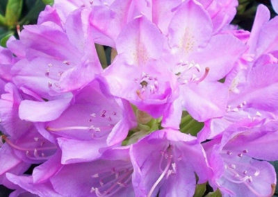 Direct Plants Rhododendron Roseum Elegans Evergreen Shrub Plant Extra ...