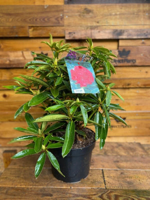 Direct Plants Rhododendron Wilgens Ruby Evergreen Shrub Plant Extra ...