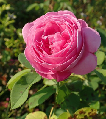 Direct Plants Rosa Louise Odier ( Bourbon) Old Shrub Rose Supplied in a ...