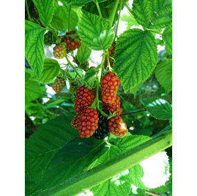 Direct Plants Rubus Tayberry Fruit Plant Bush Large Supplied in a 3 Litre Pot