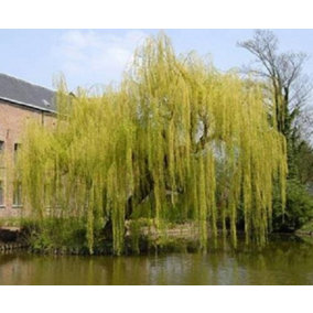 Direct Plants Salix Chrysocoma Weeping Willow Tree 3ft Supplied in a 2 Litre Pot