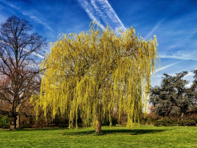 5 Bright Green Willow Tree Cuttings to Grow - Weeping Flower