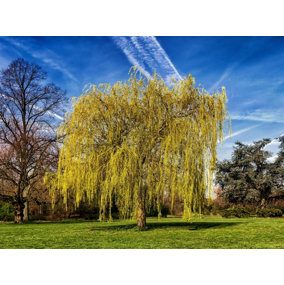 Direct Plants Salix Chrysocoma Weeping Willow Tree 5-6ft Supplied in a 7.5 Litre Pot