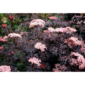 Direct Plants Sambucus Nigra Black Lace Shrub Attractive Acer Like Foliage Plant 3 Litre Pot