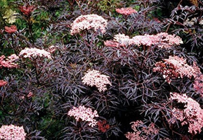 Direct Plants Sambucus Nigra Black Lace Shrub Attractive Acer Like Foliage Plant