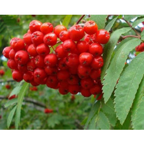 Direct Plants Sorbus Aucuparia Mountain Ash Tree 3-4ft Supplied in a 3 Litre