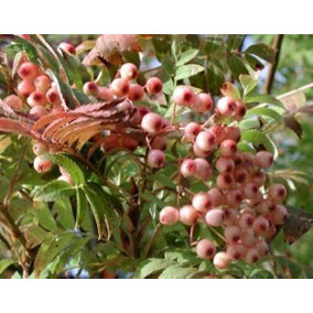 Direct Plants Sorbus Pink Pagoda Ornamental Mountain Ash Tree 7-8ft Supplied in a 10 Litre Pot