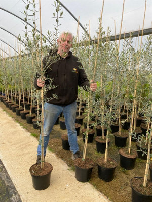 Direct Plants SPECIAL SUMMER OFFER 2X Large Olea Europaea Olive Trees 5-6ft Tall in a 7.5 Litre Pots