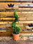 Direct Plants Spiral Cupressocyparis Castlewellan Gold Large 100cm Tall in a 12 Litre Pot