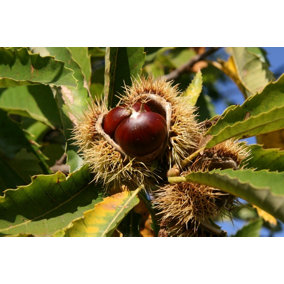 Direct Plants Sweet Chestnut Tree Castanea Sativa Fruit Nut Tree 2-3ft Tall in a 2 Litre Pot