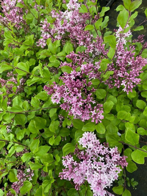 Image of Syringa meyeri Palibin shrub in painting