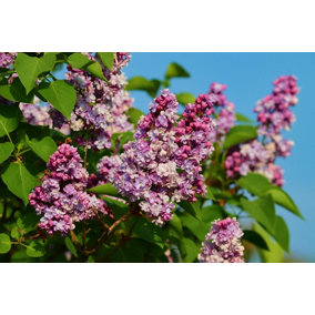 Direct Plants Syringa Vulgaris Common Fragrant Lilac Bush Plant Tree 1-2ft Tall Supplied in a 2 Litre Pot