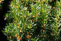 Direct Plants Taxus Baccata Fastigiata Robusta Column Yew Tree 75-90cm Large Supplied in a 3 Litre Pot