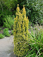 Direct Plants Taxus Baccata Standishii Golden Coloumn Yew Tree 60cm Large Supplied in a 3 Litre Pot