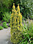 Direct Plants Taxus Baccata Standishii Golden Coloumn Yew Tree 60cm Large Supplied in a 3 Litre Pot