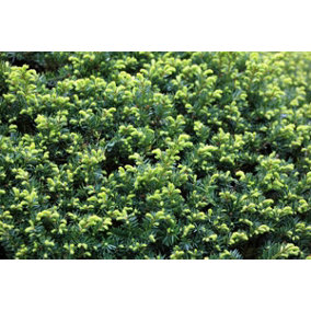 Direct Plants Taxus x Media Hicksii Evergreen Yew Hedging Trees Pack of 10 in 1.5 Litre Pots