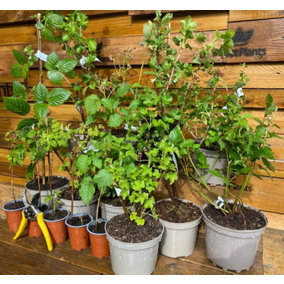 Direct Plants The Huw Richards Potted Soft Fruit Bush and Plant Collection By DirectPlants™