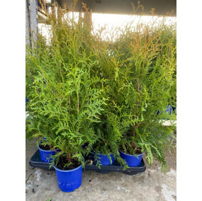 Direct Plants Thuja Brabant Cedar Evergreen Hedging Trees 2ft Pack of 10 Supplied in 1 Litre Pots