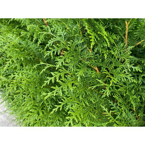 Direct Plants Thuja Plicata Gelderland Western Red Cedar 2-3ft Pack of 10 Supplied in 2/3 Litre Pots