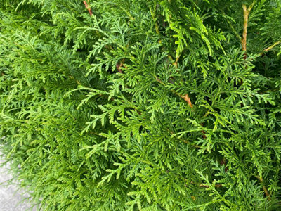 Direct Plants Thuja Plicata Gelderland Western Red Cedar 2-3ft Pack of ...